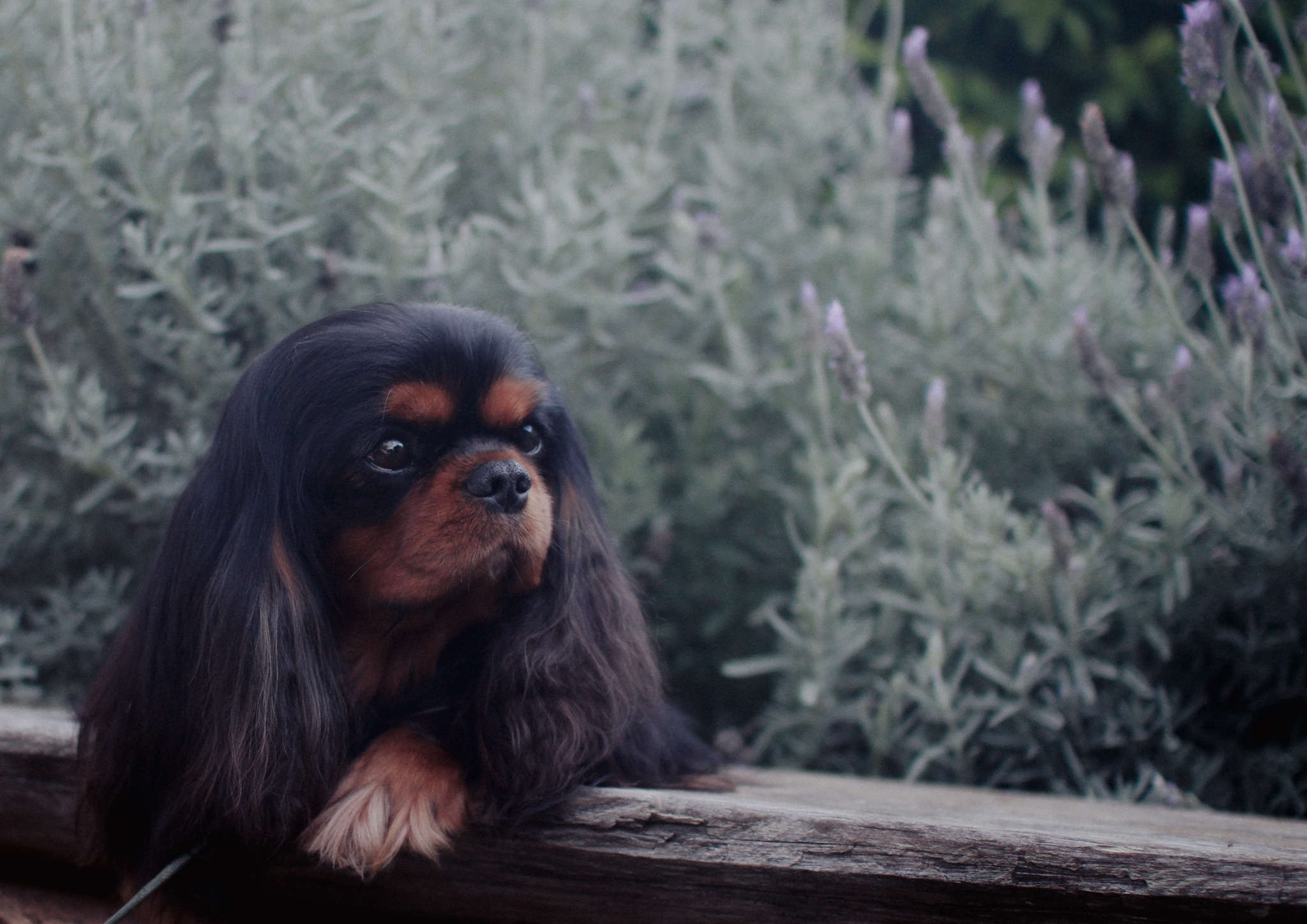 Cavalier King Charles Spaniels