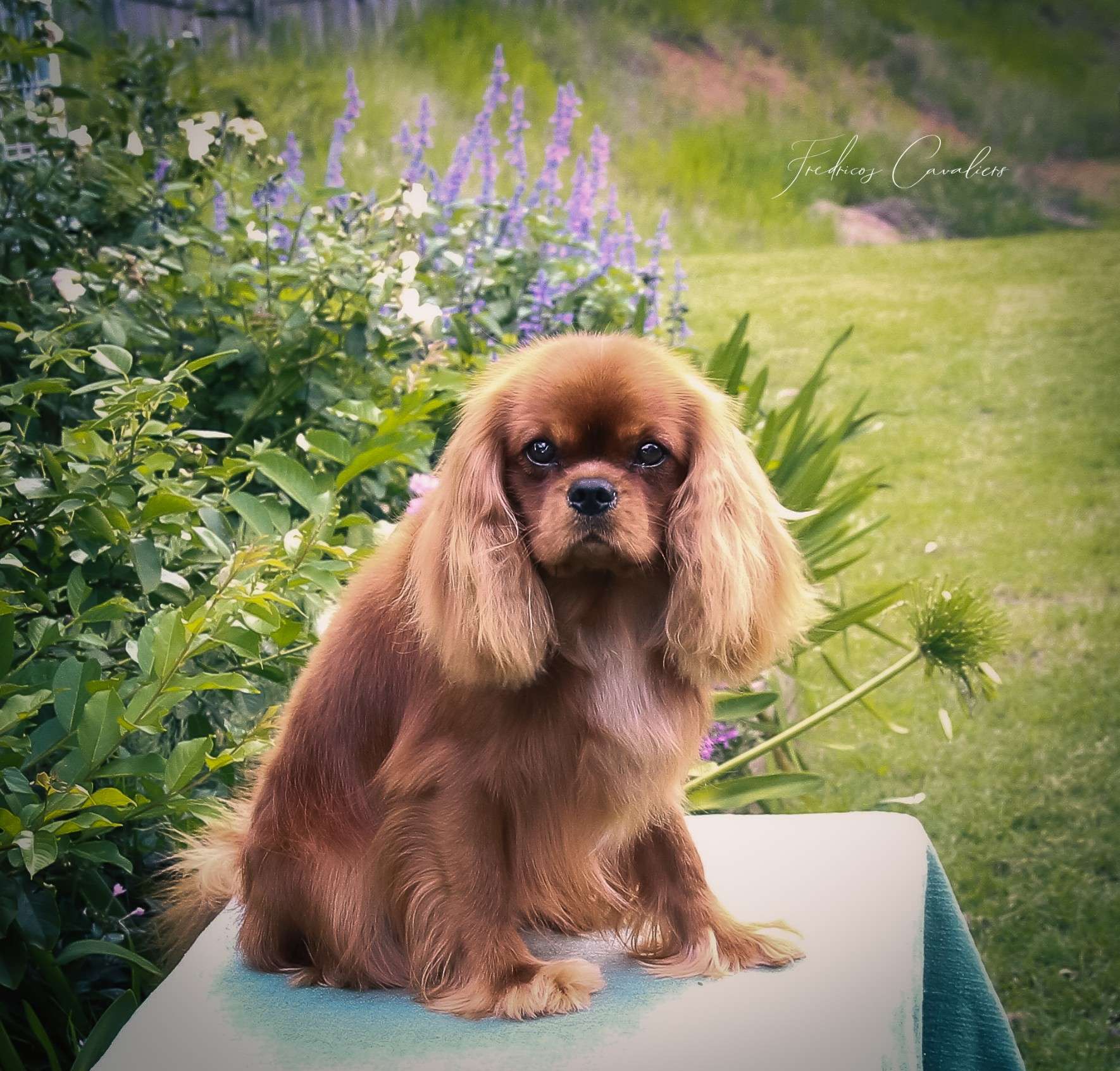 Retired Cavaliers Available For Adoption