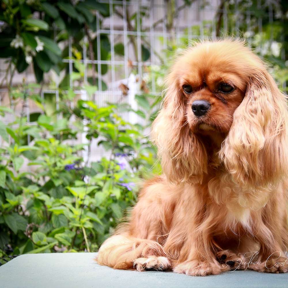 Cavalier King Charles Spaniels: What Do You Need to Know?