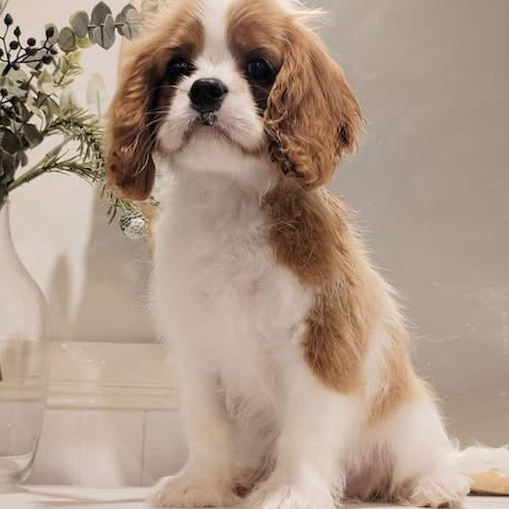 Puppy Available - Taylor, 15.5 week old Blenheim Male DOB 18/06/2025