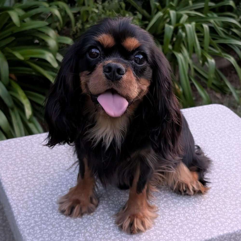 Lenny – 10-month-old Black and Tan