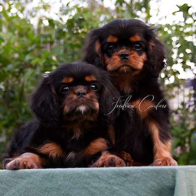 ✨ Planned Litter – Puppies Expected 21st November 2025 ✨